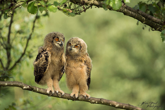 Oehoe / Eagle owl