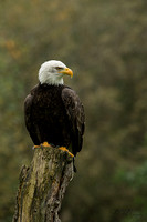 Amerikaanse zeearend / Bald eagle