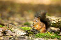 Eekhoorn / Red Squirrel