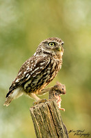 Steenuil / Little Owl