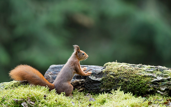 Eekhoorn / Red Squirrel