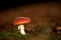 Paddestoel / mushroom