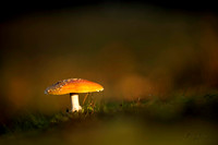 Paddestoel / mushroom