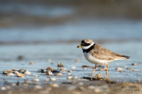 Bontbekplevier / Great ringed Plover