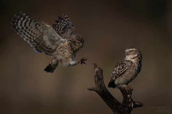 Holenuil / Burrowing owl