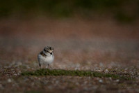 Bontbekplevier / Great ringed plover