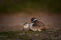 Bontbekplevier / Great ringed plover