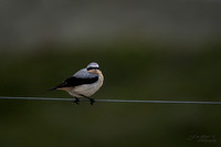 Tapuit / Northern wheatear