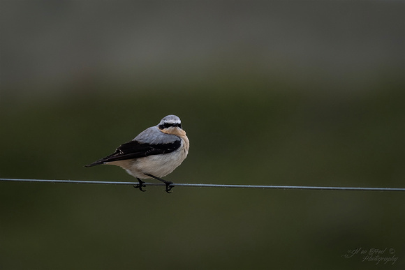 Tapuit / Northern wheatear