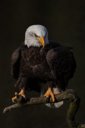 Amerikaanse zeearend / Bald Eagle