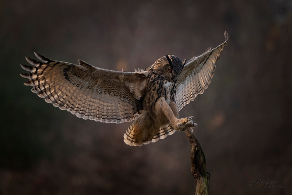 Oehoe / Eagle owl