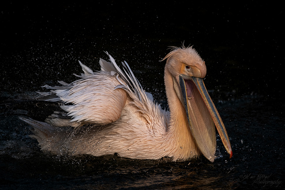 Roze pelikaan / Pink pelican