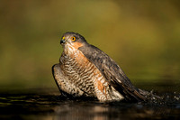 Sperwer / Eurasian Sparrowhawk