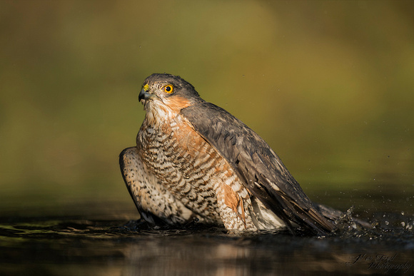 Sperwer / Eurasian Sparrowhawk