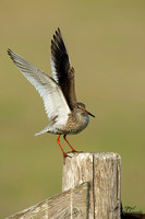 Tureluur / Common Redshank