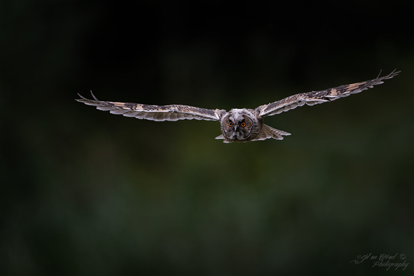 Ransuil / Long-eared Owl