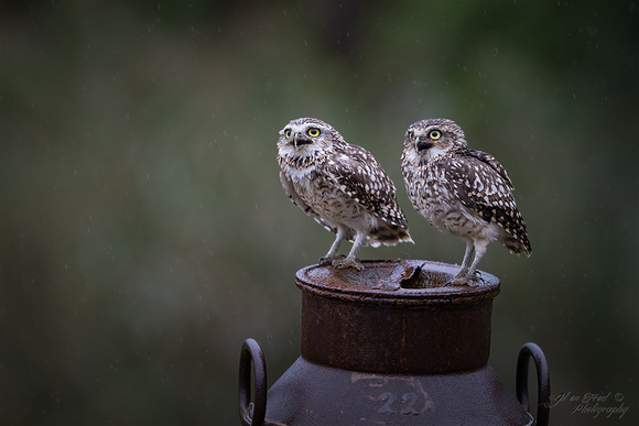 Holenuil / Burrowing owl