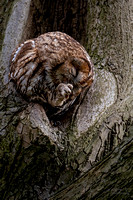 Bosuil / Tawny owl