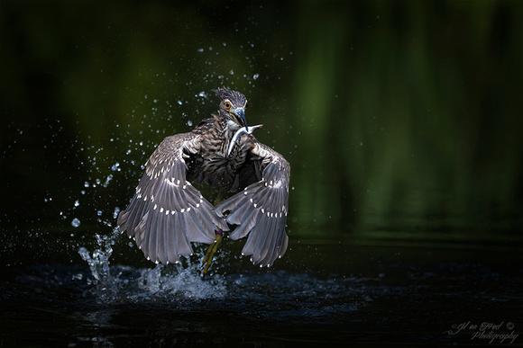 Kwak / Black-crowned night heron
