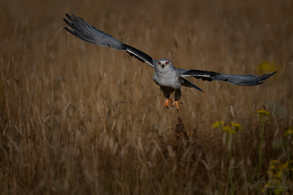 Grijze wouw/ Black-shouldered kite